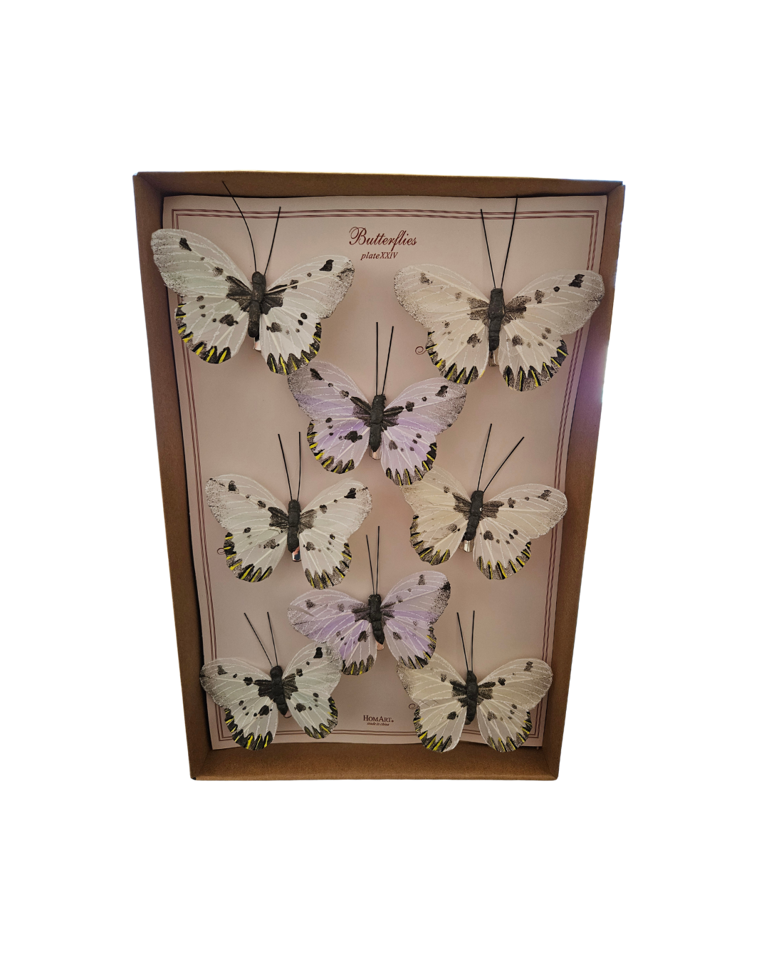 Butterfly Specimen Box