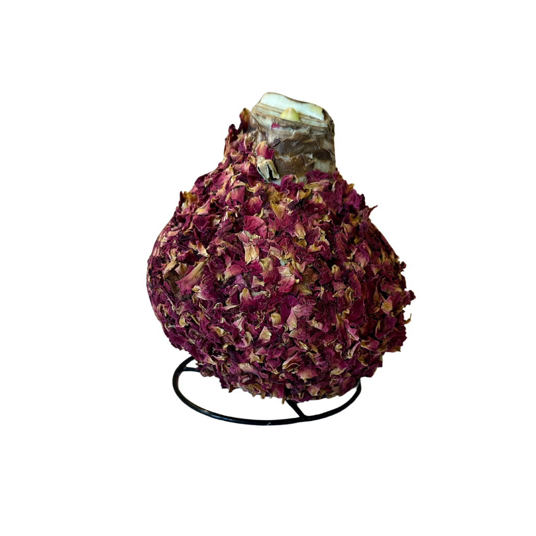 Rose Petal Amaryllis Bulb