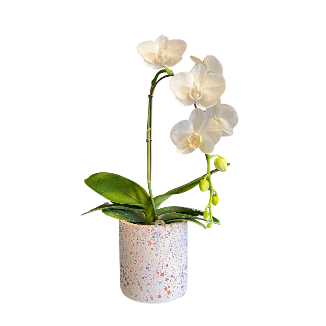 Mini Orchid in Terrazzo Planter
