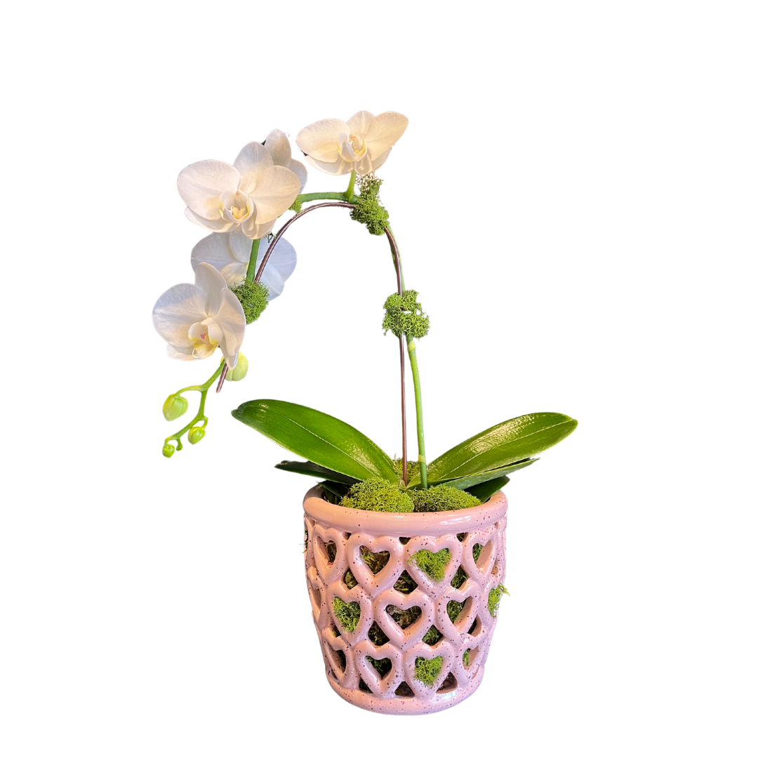 Mini Orchid in Heart Planter
