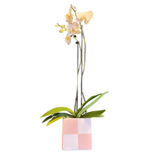 Load image into Gallery viewer, Orchid in Blush Check Planter
