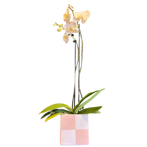Orchid in Blush Check Planter