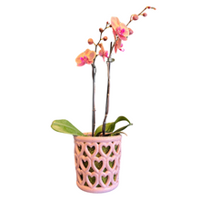 Load image into Gallery viewer, Orchid in Heart Planter