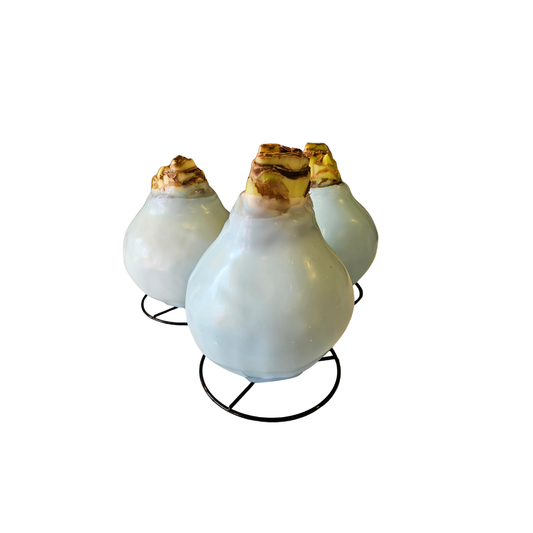 Cherry Blossom Amaryllis Bulb {Light Blue Wax}