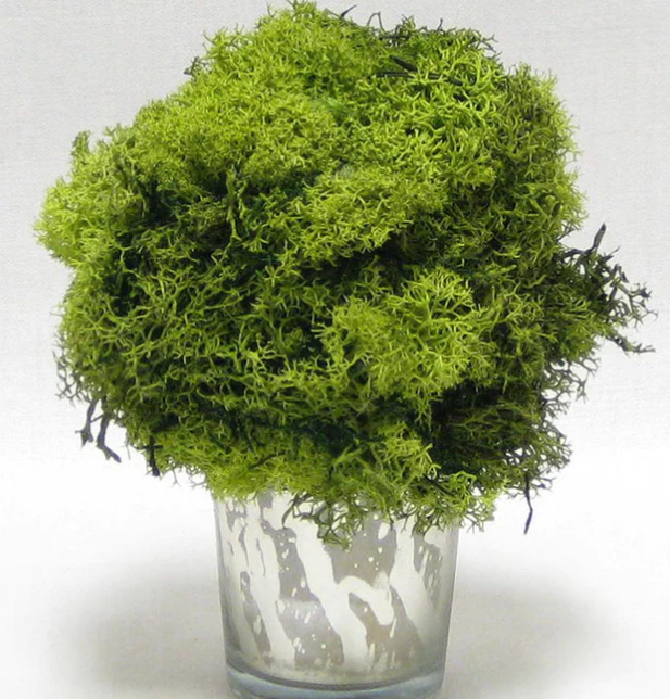 Moss Topiary in Mercury Glass Votive